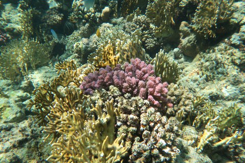 Korallen im Roten Meer