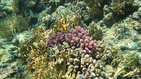 Corals in the Red Sea