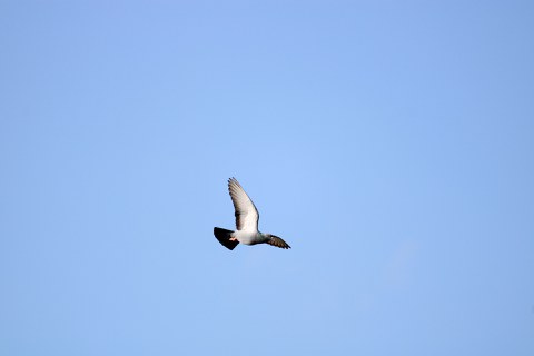 Pigeon flying in blue sky