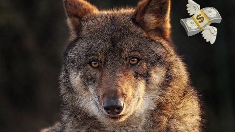 brown wolf looking into the camera, emoji of a flying money bundle next to the wolf's head