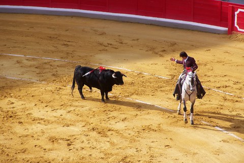 Torero and bull in a bullfight