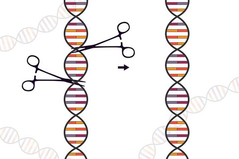 CRISPR/Cas9 depicted as gene cutting scissors