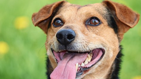 Hund mit ausgestreckter Zunge