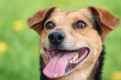 Hund mit ausgestreckter Zunge