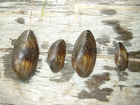 Flussmuschel