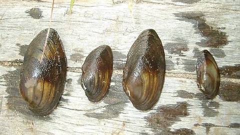 Flussmuschel