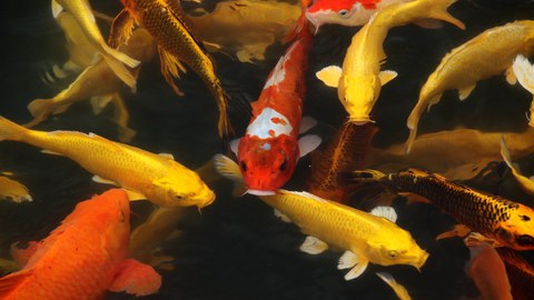A group of differently colored koi