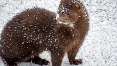 Brown mink in snow