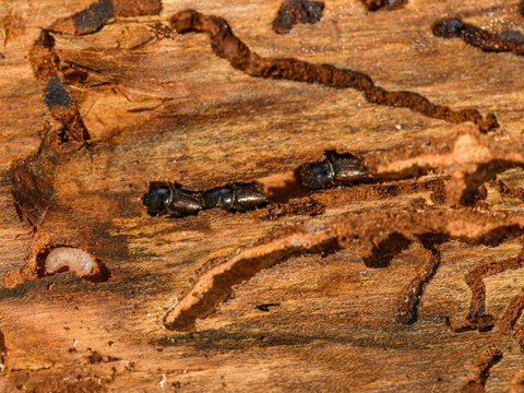 Der Fichtenborkenkäfer bohrt sich durch das Holz seines Wirtsbaumes und richtet dadurch großen Schaden an.