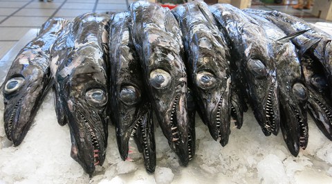 dead scabbardfish on ice