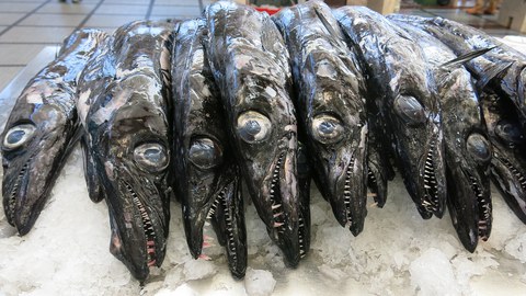 dead scabbardfish on ice