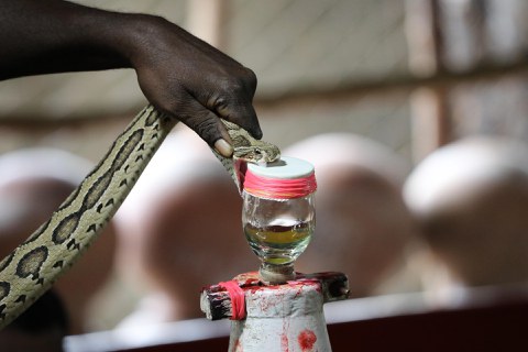 First step of antivenom production