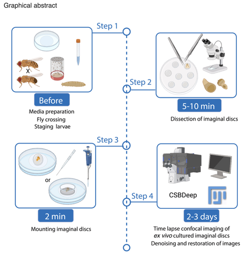 Protocol for long-term ex vivo cultivation and imaging of Drosophila imaginal discs