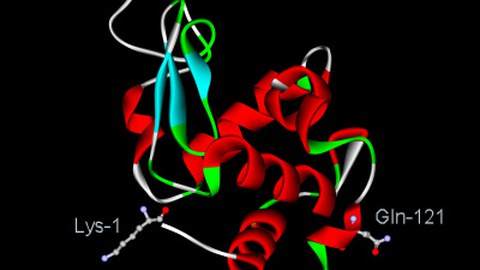 Lysozym
