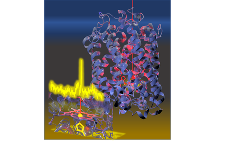 Cytochrom C Oxidase
