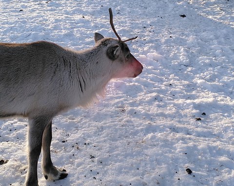 Rentier im Schnee