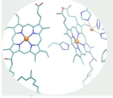 Aktive Zentren der Cytochrom C Oxidase