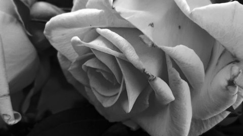 Trauer_Rose.jpg