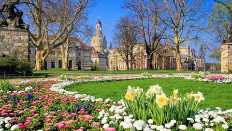  Das Foto zeigt eine mit Blumen bepflanzte Wiese in Dresden. Im Hintergrund erkennt man die Frauenkirche. 