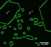 Ferrelektrische Domänen von Lithiumniobat