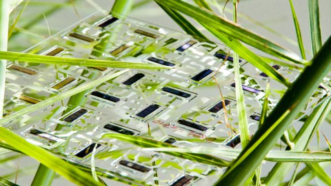 OSOL wafer in palm tree 
