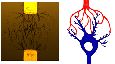organic semiconductor network