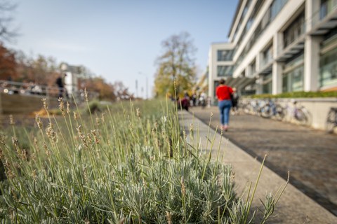 TU-Dresden-Campus, -Lavendelbeet am Aufgangzu einem modernen Gebäude im Herbst