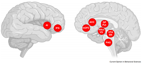 Graphik aus Current Opinion in Behavioral Sciences, die die aktivierten Areale zweier Gehirne zeigt