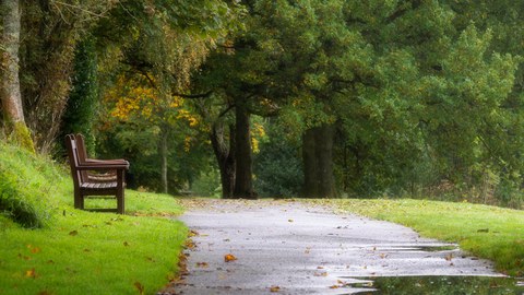 Baum und Parkbank