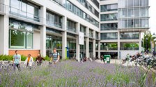 Das Foto zeigt die Zweigbibliothek "Drepunct" der TU Dresden. Im Vordergrund befinden sich viele kleine lilafarbene Blumen.