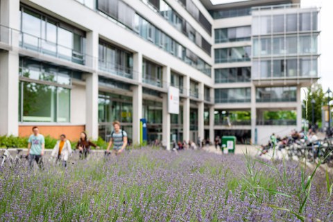 Das Foto zeigt die Zweigbibliothek "Drepunct" der TU Dresden. Im Vordergrund befinden sich viele kleine lilafarbene Blumen.