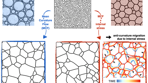 DESCRIPTION: Phase-field simulations of microstructure evolution (grain growth) illustrating coarsening dynamics of a system comprising approximately 1000 grains in different regimes. Grain boundaries (black networks) separate crystalline domains of differing orientations (white regions). The system evolves from an initial configuration (top) through numerical simulations reproducing i) mean curvature flow (MCF), which mimics the behavior of foams and froths (indicated in blue) and ii) MCF with internal stresses, capturing the more complex behavior of polycrystals. In the bottom right region, microstructure evolution is visualized by superimposing successive grain boundary networks, color-coded from blue to red to indicate progression over time. Arrows point to grain boundaries that migrate counter to their center of curvature, a phenomenon arising from shear-coupled grain boundary motion. This behavior, which cannot be explained by MCF alone, plays a critical role in understanding the weak correlation between grain boundary velocity and curvature often observed in experimental studies.