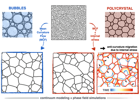 DESCRIPTION: Phase-field simulations of microstructure evolution (grain growth) illustrating coarsening dynamics of a system comprising approximately 1000 grains in different regimes. Grain boundaries (black networks) separate crystalline domains of differing orientations (white regions). The system evolves from an initial configuration (top) through numerical simulations reproducing i) mean curvature flow (MCF), which mimics the behavior of foams and froths (indicated in blue) and ii) MCF with internal stresses, capturing the more complex behavior of polycrystals. In the bottom right region, microstructure evolution is visualized by superimposing successive grain boundary networks, color-coded from blue to red to indicate progression over time. Arrows point to grain boundaries that migrate counter to their center of curvature, a phenomenon arising from shear-coupled grain boundary motion. This behavior, which cannot be explained by MCF alone, plays a critical role in understanding the weak correlation between grain boundary velocity and curvature often observed in experimental studies.