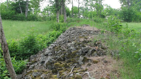 Der Lesesteinwall einer einstigen Kulturlandschaft wird von Waldflora überwachsen.