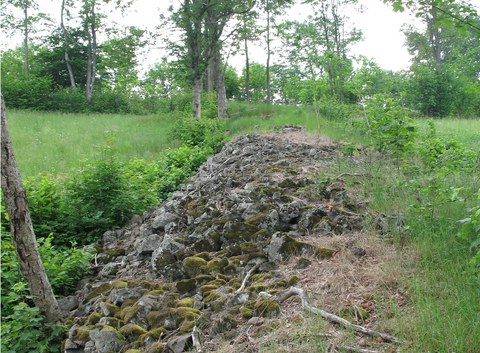 Der Lesesteinwall einer einstigen Kulturlandschaft wird von Waldflora überwachsen.