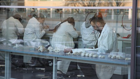 Das Foto zeigt hinter einer großen Fensterscheibe fünf Personen in weißen Laborkitteln. Vier Personen sitzen nebeneinander an Arbeitsplätzen mit dem Rücken zur Kamera. Eine Person im Vordergrund sitzt seitlich zur Kamera an einem langen Tisch.