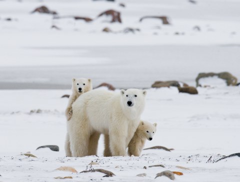 three polar bears in a snowy landscape