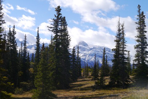 landscape with pines and the Rocky Mountains