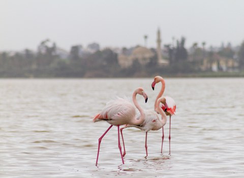 pink flamingoes in the water