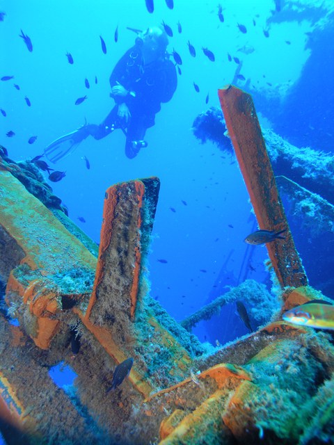 a diver and fish near a shipwreck