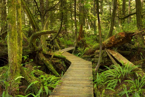 path through temperate rainforest