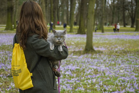Katze in Pillnitz
