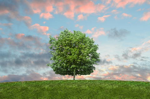 Alone tree on a meadow