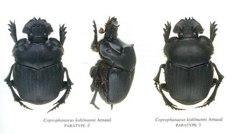 The photo shows a beetle from different perspectives. Its Latin name is written beneath it.