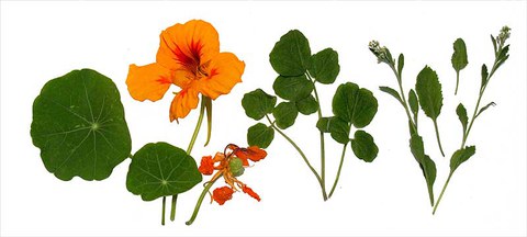 Die Darstellung zeigt die Blätter und Blüten der Kapuzinerkresse.