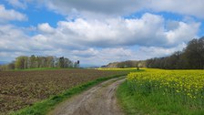 Feld