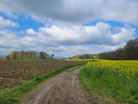 Feld
