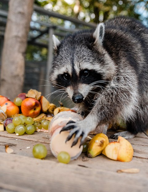 Altenberg wildlife park
