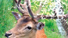 Plakat Hirsch Kulturprogramm im Wintersemester 2016/17