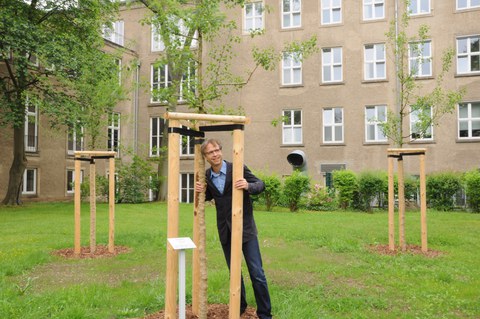 Steinweichsel